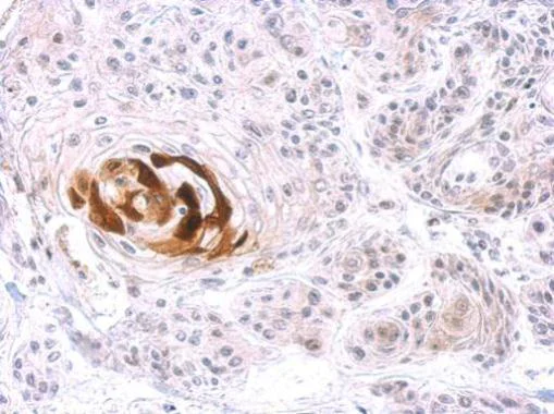 Immunohistochemistry (Formalin/PFA-fixed paraffin-embedded sections) - Anti-Liver Arginase antibody (AB272887)