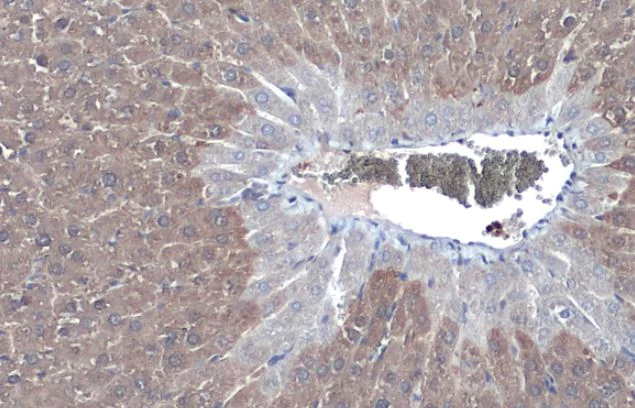 Immunohistochemistry (Formalin/PFA-fixed paraffin-embedded sections) - Anti-Liver Arginase antibody (AB96183)