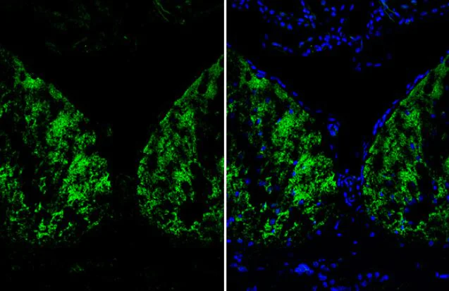 Immunohistochemistry (Frozen sections) - Anti-Liver Arginase antibody (AB96183)