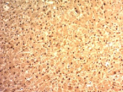 Immunohistochemistry (Formalin/PFA-fixed paraffin-embedded sections) - Anti-Liver Arginase antibody [ARG1/1125] - BSA and Azide free (AB212522), expandable thumbnail