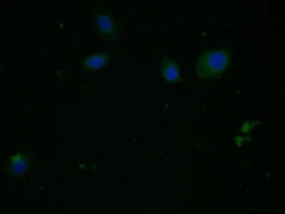 Immunocytochemistry/ Immunofluorescence - Anti-Liver Arginase antibody [C5] (AB239731)