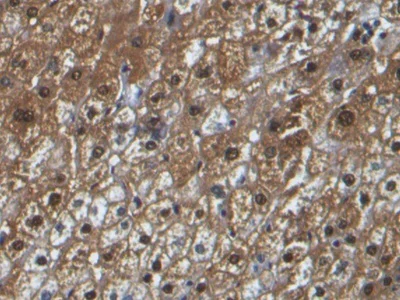 Immunohistochemistry (Formalin/PFA-fixed paraffin-embedded sections) - Anti-Liver Arginase antibody [C5] (AB239731)