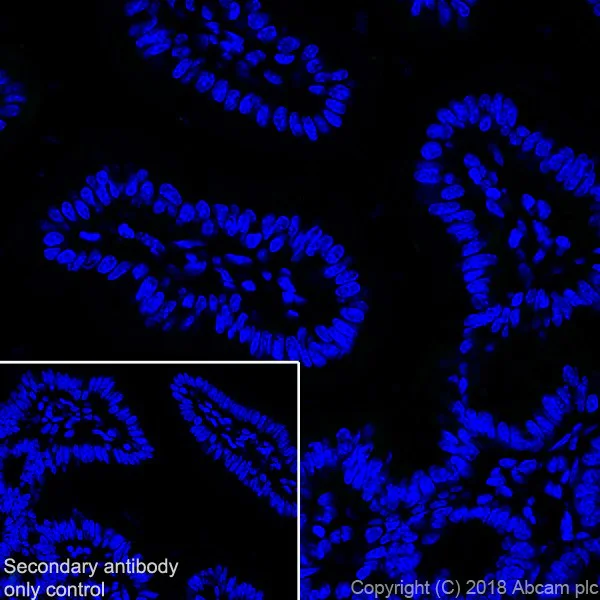 Immunohistochemistry (Frozen sections) - Anti-Liver Arginase antibody [EPR19652] (AB203490)