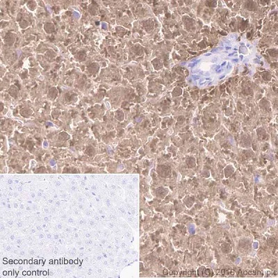 Immunohistochemistry (Formalin/PFA-fixed paraffin-embedded sections) - Anti-Liver Arginase antibody [EPR19652] - BSA and Azide free (AB232932)