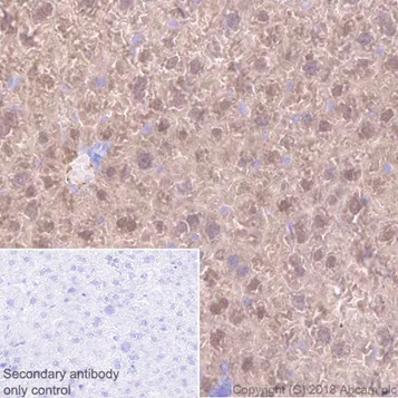 Immunohistochemistry (Formalin/PFA-fixed paraffin-embedded sections) - Anti-Liver Arginase antibody [EPR19652] - BSA and Azide free (AB232932)