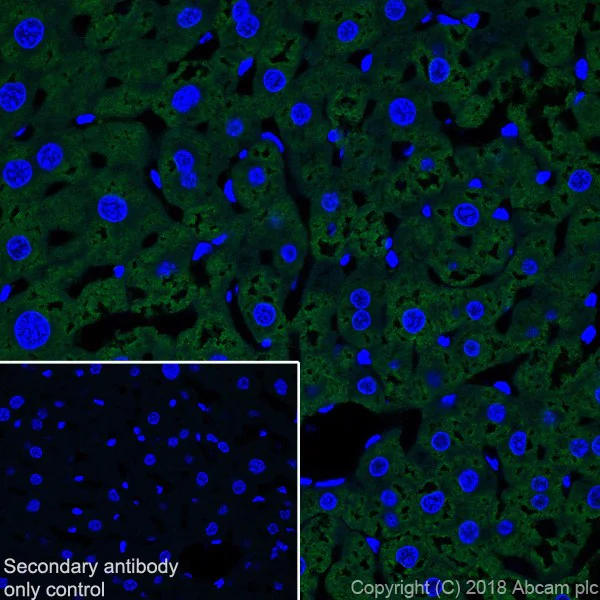 Immunohistochemistry (Frozen sections) - Anti-Liver Arginase antibody [EPR19652] - BSA and Azide free (AB232932)