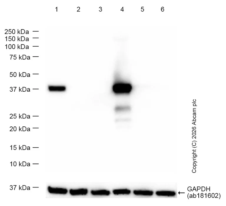 Western blot - Anti-Liver Arginase antibody [EPR19652] - BSA and Azide free (AB232932)