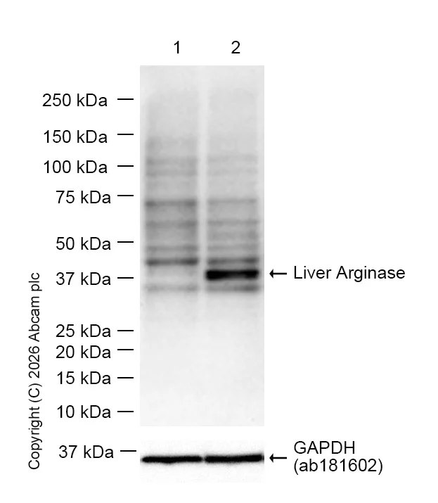 Western blot - Anti-Liver Arginase antibody [EPR19652] - BSA and Azide free (AB232932)