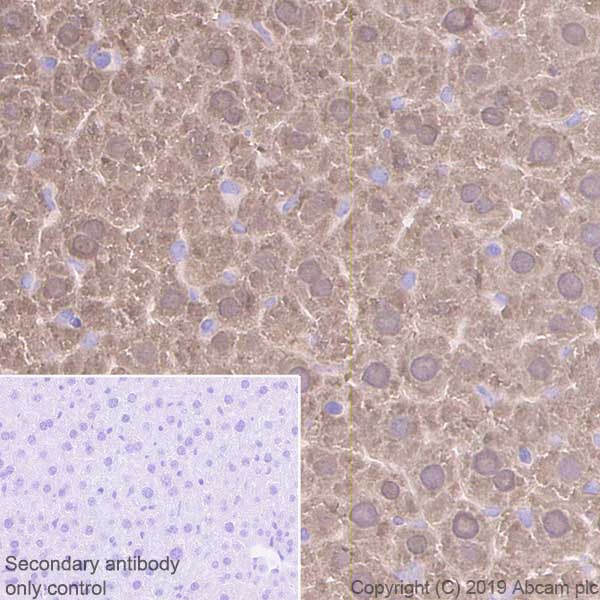 Immunohistochemistry (Formalin/PFA-fixed paraffin-embedded sections) - Anti-Liver Arginase antibody [EPR22033-369] (AB233548), expandable thumbnail
