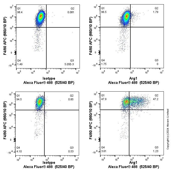 Flow Cytometry (Intracellular) - Anti-Liver Arginase antibody [EPR22033-369] - BSA and Azide free (AB259271)