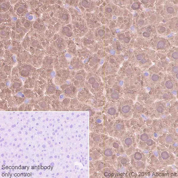 Immunohistochemistry (Formalin/PFA-fixed paraffin-embedded sections) - Anti-Liver Arginase antibody [EPR22033-369] - BSA and Azide free (AB259271)