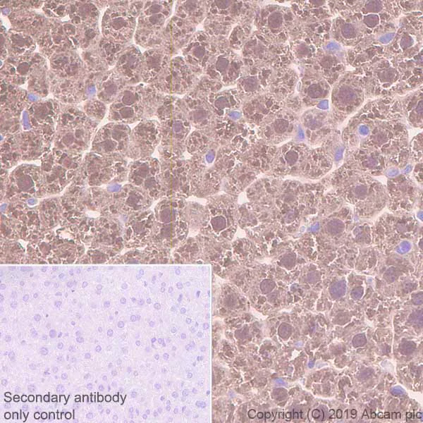 Immunohistochemistry (Formalin/PFA-fixed paraffin-embedded sections) - Anti-Liver Arginase antibody [EPR22033-369] - BSA and Azide free (AB259271)