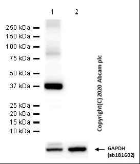 Western blot - Anti-Liver Arginase antibody [EPR22033-369] - BSA and Azide free (AB259271)