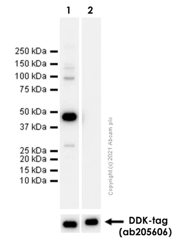 Western blot - Anti-Liver Arginase antibody [EPR6671(B)] (AB124917)