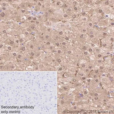 Immunohistochemistry (Formalin/PFA-fixed paraffin-embedded sections) - Anti-Liver Arginase antibody [EPR6672(B)] (AB133543)