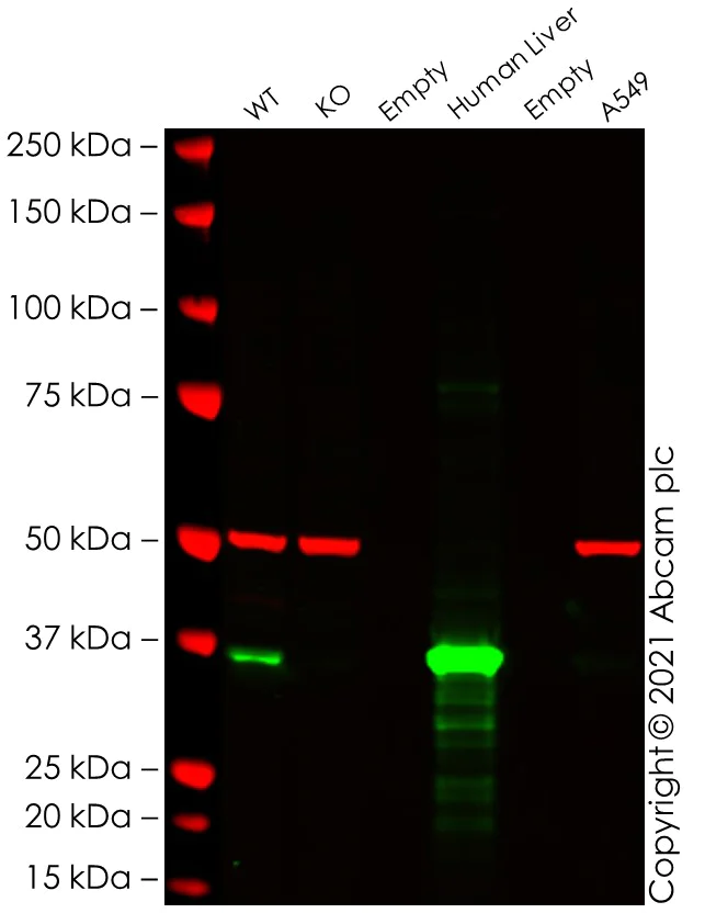 Western blot - Anti-Liver Arginase antibody [EPR6672(B)] - BSA and Azide free (AB211961)