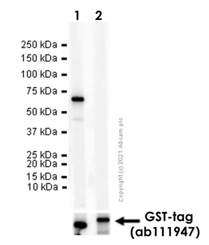 Western blot - Anti-Liver Arginase antibody [EPR6672(B)] - BSA and Azide free (AB211961)