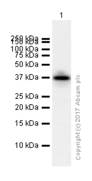 Western blot - Anti-Liver Arginase antibody [EPR6672(B)] - BSA and Azide free (AB211961)