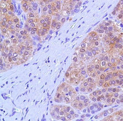 Immunohistochemistry (Formalin/PFA-fixed paraffin-embedded sections) - Anti-Liver Arginase antibody - N-terminal (AB227798)