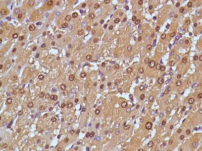 Immunohistochemistry (Formalin/PFA-fixed paraffin-embedded sections) - Anti-Liver Arginase antibody - N-terminal (AB227798)
