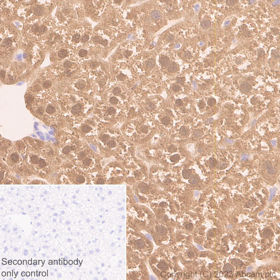 Immunohistochemistry (Formalin/PFA-fixed paraffin-embedded sections) - Anti-Liver Arginase antibody [RM1096] (AB315110), expandable thumbnail