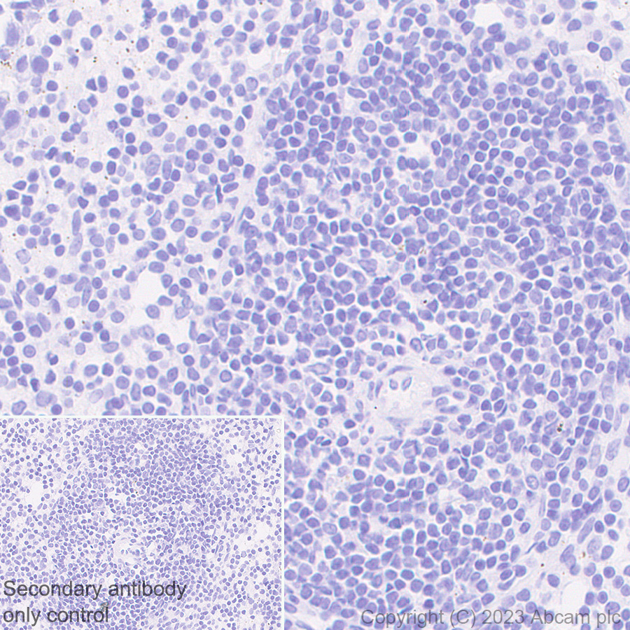 Immunohistochemistry (Formalin/PFA-fixed paraffin-embedded sections) - Anti-Liver Arginase antibody [RM1096] (AB315110), expandable thumbnail