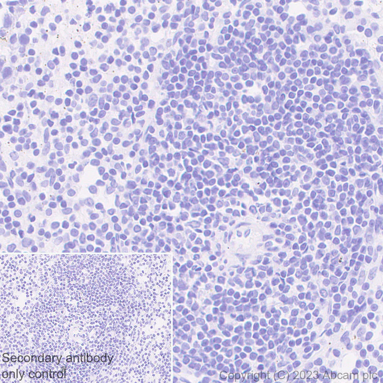 Immunohistochemistry (Formalin/PFA-fixed paraffin-embedded sections) - Anti-Liver Arginase antibody [RM1096] (AB315110)
