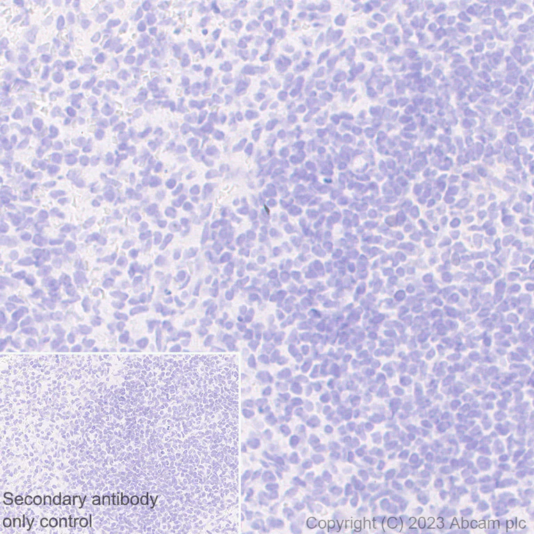Immunohistochemistry (Formalin/PFA-fixed paraffin-embedded sections) - Anti-Liver Arginase antibody [RM1096] (AB315110)