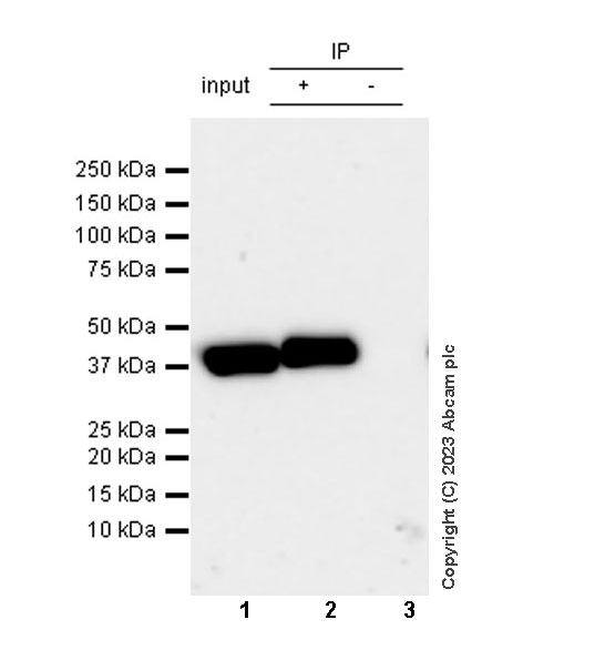 Immunoprecipitation - Anti-Liver Arginase antibody [RM1096] (ab315110), expandable thumbnail