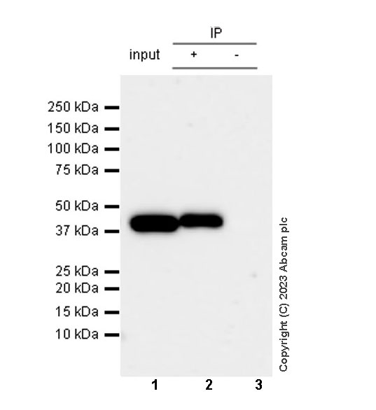 Immunoprecipitation - Anti-Liver Arginase antibody [RM1096] (ab315110), expandable thumbnail