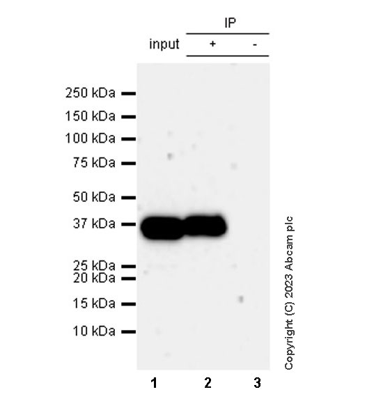 Immunoprecipitation - Anti-Liver Arginase antibody [RM1096] (ab315110), expandable thumbnail