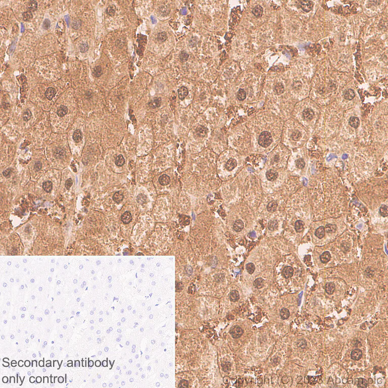 Immunohistochemistry (Formalin/PFA-fixed paraffin-embedded sections) - Anti-Liver Arginase antibody [RM1096] - BSA and Azide free (AB315111)