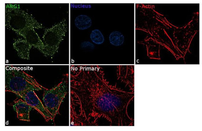 Immunocytochemistry/ Immunofluorescence - Anti-Liver Arginase antibody [RP23040238] (AB313496)