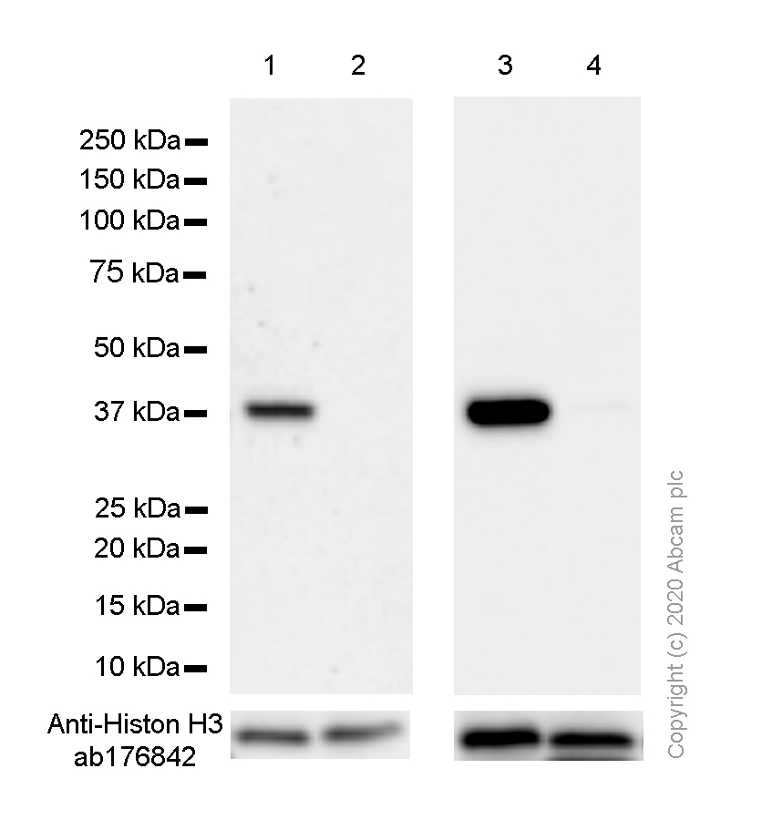 Western blot - Anti-Liver Arginase antibody [SP156] (AB183333), expandable thumbnail