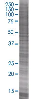 SDS-PAGE - Liver Arginase overexpression 293T lysate (whole cell) (AB94082)