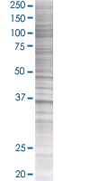 SDS-PAGE - Liver Arginase overexpression 293T lysate (whole cell) (AB94083)