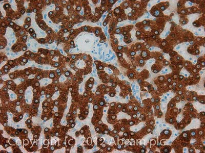 Immunohistochemistry (Formalin/PFA-fixed paraffin-embedded sections) - Anti-Liver Carboxylesterase 1/CES1 antibody (AB45957)