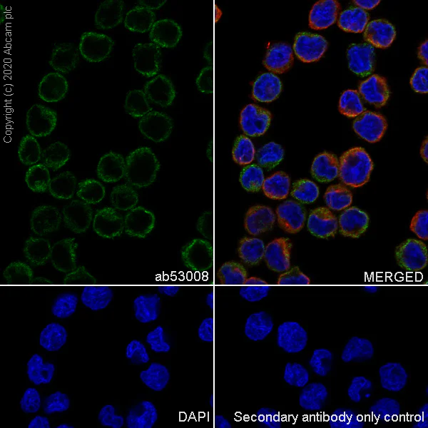 Immunocytochemistry/ Immunofluorescence - Anti-Liver Carboxylesterase 1/CES1 antibody [EP1376Y] (AB53008)