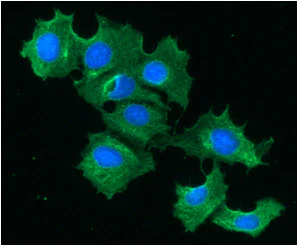 Immunocytochemistry/ Immunofluorescence - Anti-liver FABP antibody [2G4] (AB82157)