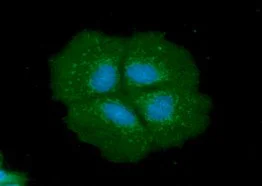 Immunocytochemistry/ Immunofluorescence - Anti-liver FABP antibody [2G4] (AB82157)