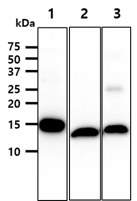 Western blot - Anti-liver FABP antibody [2G4] (AB82157)