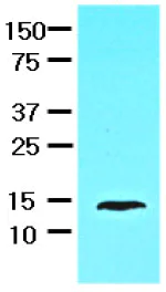 Western blot - Anti-liver FABP antibody [2G4] (AB82157)