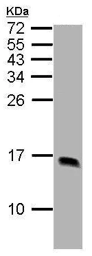 Western blot - Anti-liver FABP antibody (AB227066)