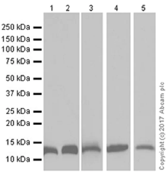 Western blot - Anti-liver FABP antibody [EPR20464] (AB222517)