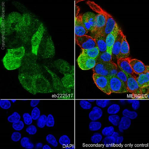 Immunocytochemistry/ Immunofluorescence - Anti-liver FABP antibody [EPR20464] - BSA and Azide free (AB240401)