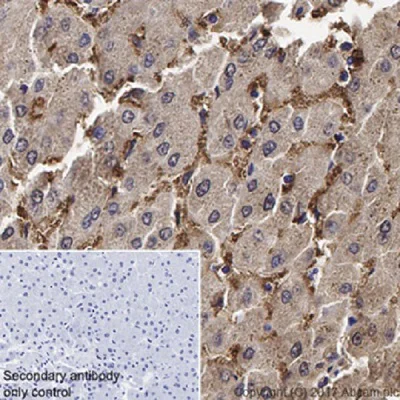 Immunohistochemistry (Formalin/PFA-fixed paraffin-embedded sections) - Anti-liver FABP antibody [EPR20464] - BSA and Azide free (AB240401)