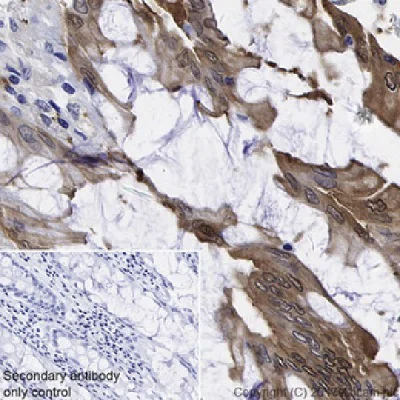 Immunohistochemistry (Formalin/PFA-fixed paraffin-embedded sections) - Anti-liver FABP antibody [EPR20464] - BSA and Azide free (AB240401)