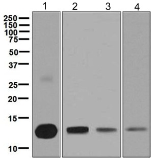 Western blot - Anti-liver FABP antibody [EPR5895(2)] (AB129203), expandable thumbnail