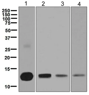 Western blot - Anti-liver FABP antibody [EPR5895(2)] - BSA and Azide free (AB248349)