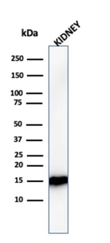 Western blot - Anti-liver FABP antibody [FABP1/3482] (AB268055)